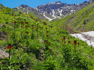  landscape with red flowers and mountains, red tulips