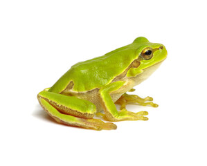 Green tree frog isolated on white
