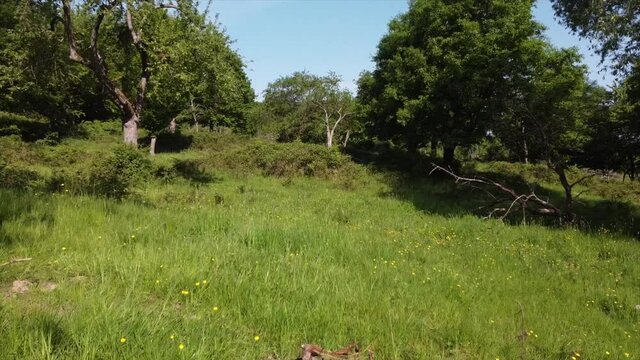 Streuobstwiesen, gef&auml;hrdeter Lebensraum im Rheintal bei Boppard-Buchenau