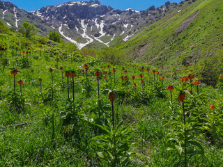  landscape with red flowers and mountains, red tulips