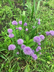 Purple flowers of Chives (Allium schoenoprasum)