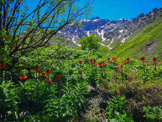  landscape with red flowers and mountains, red tulips