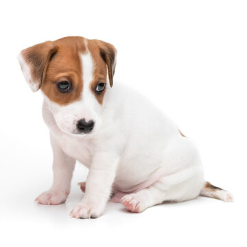 Jack Russell Terrier Puppy Isolated On White Background. Dog Jack Terrier Sitting Front View Studio Shot.