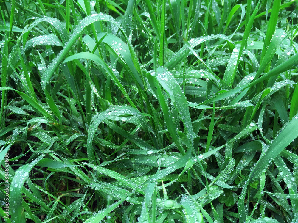 Wall mural dew on the grass