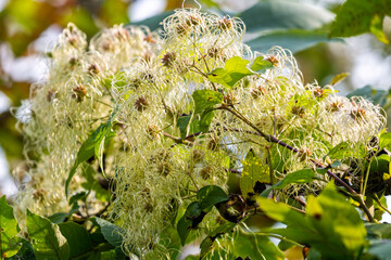 Delicate looking Seed Head