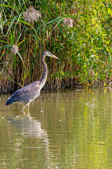 Heron Fishing