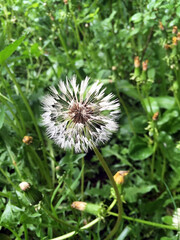 Fototapeta premium Wet white dandelion in the grass