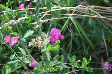 Dzika łąka - spacer wśród natury © Anna