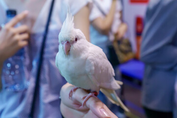 Parrot perched on a branch. Bird is a popular pet in Thailand.