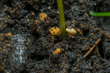 Photo at high magnification in soft focus. Part of the sprout at the root near the surface of the earth. A young plant in a healthy environment and nutritious soil.