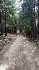 Fototapeta na wymiar Mountain road in the forest with stones and pines