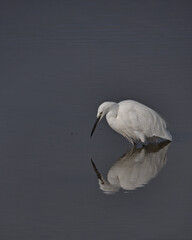 Little Egret , Egretta garzetta with reflection in the water