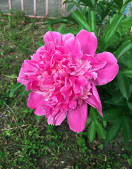 Pink peony amabilis (paeonia amabilis)