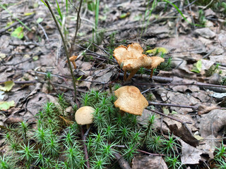 Oil in the forest near Moscow