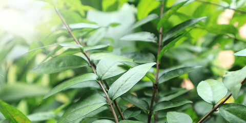 Obraz premium Beautiful leaves and sunshine for the background.