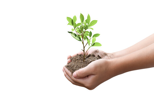 Hands holding young tree isolated on white background with clipping path. Environment Earth Day