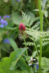 Dzika łąka koniczyna krwistoczerwona