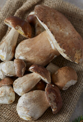 forest mushrooms on granite surface