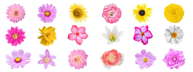 Collection of different colorful flower, Isolated on white background with clipping path.