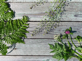 Wild flowers and herbs on a wooden background