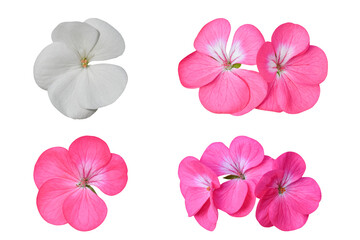 Collection of Geranium flower, (Pelargonium) Isolated on white background. Object with clipping path