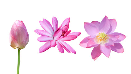 Pink lotus flower isolated on white background. Object with clipping path.