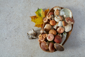 forest mushrooms on granite surface