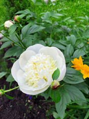 Beautiful white peony White Sands flower in the garden