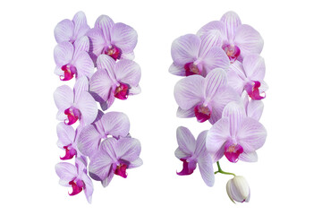 Fototapeta na wymiar beautiful purple (Phalaenopsis) orchid flowers, isolated on white background. Object with clipping path