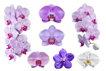 Collection of beautiful Phalaenopsis orchid flowers, isolated on white background. Object with clipping path