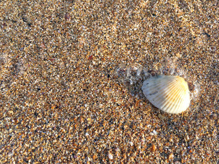 Cockleshell on sea wet sand
