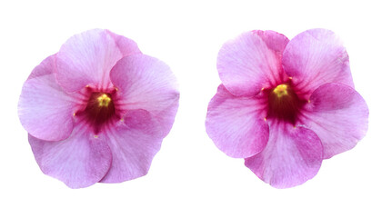 Naklejka na ściany i meble Pink flower (Allamanda Cathartica) Isolated on white background. Object with clipping path.