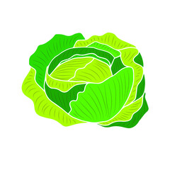 Ripe white cabbage. Vector element for design. Healthy vegetable. 