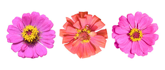 Three Zinnia flower isolated on white background with clipping path.