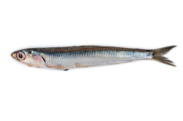 Boquerón fresco en fondo blanco