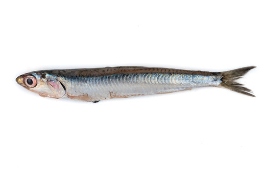 Boquer&oacute;n fresco en fondo blanco