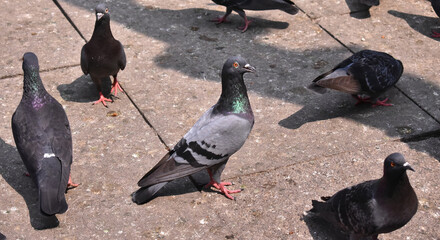 Pigeon waiting for food ,sitting on ground