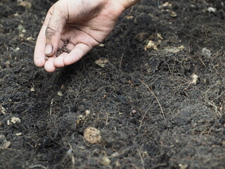 Gardeners's hand sprinkling seeds on the soil for planting, Selective focus, Homegrown vegetable Concept.