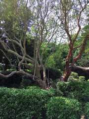 Arbutus andrachne, commonly called the Greek strawberry tree