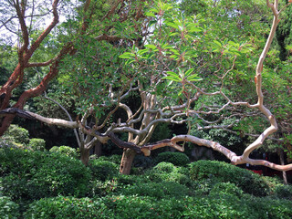 Arbutus andrachne, commonly called the Greek strawberry tree