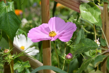 Kosmos - kwitnący onętek © Anna