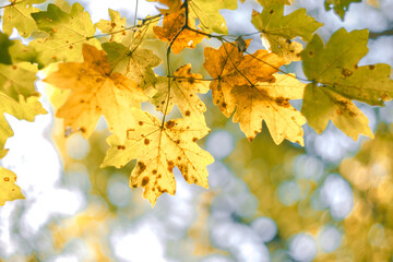 Golden bright autumn maple leaves against the sky and sun glare close up