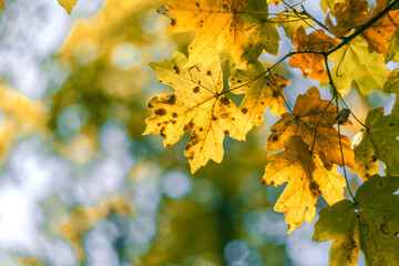 Golden bright autumn maple leaves against the sky and sun glare close up