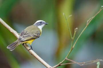 Great Kiskadee, Pitangus sulphuratus, sitting on a branch in Tortuguero National Park in Costa Rica