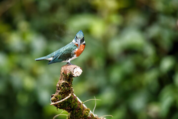 Amazon kingfisher, chloroceryle amazona, sitting on a branch in Cano Negro Wildlife Refuse in Costa Rica
