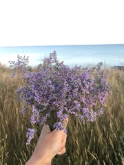 Purple flowers of Kachim paniculata in the hand on the background of the field and the sea, Kerch, Crimea