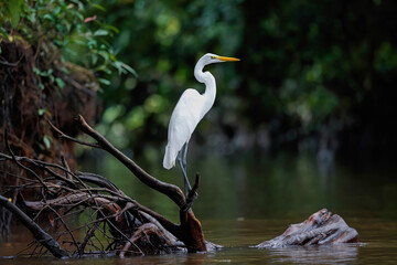 Great Egret, Ardea alba, hunting in the water in Cano Negro Wildlife Refuse in Costa Rica