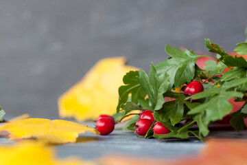 Autumn background. Harvest festival theme on a dark background. Festive autumn decor of berries and leaves.