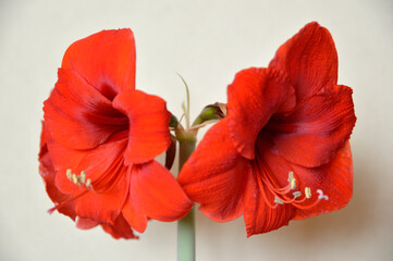 red blooming amaryllis close up