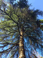 Crimean pine, Nikitsky Botanical garden, Crimea